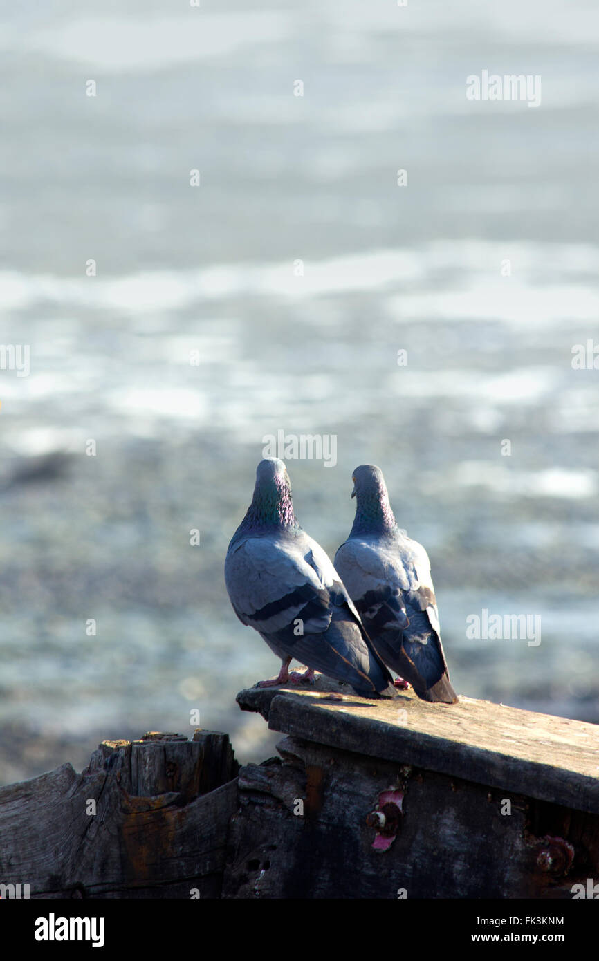 Couple  Pigeons Stock Photo
