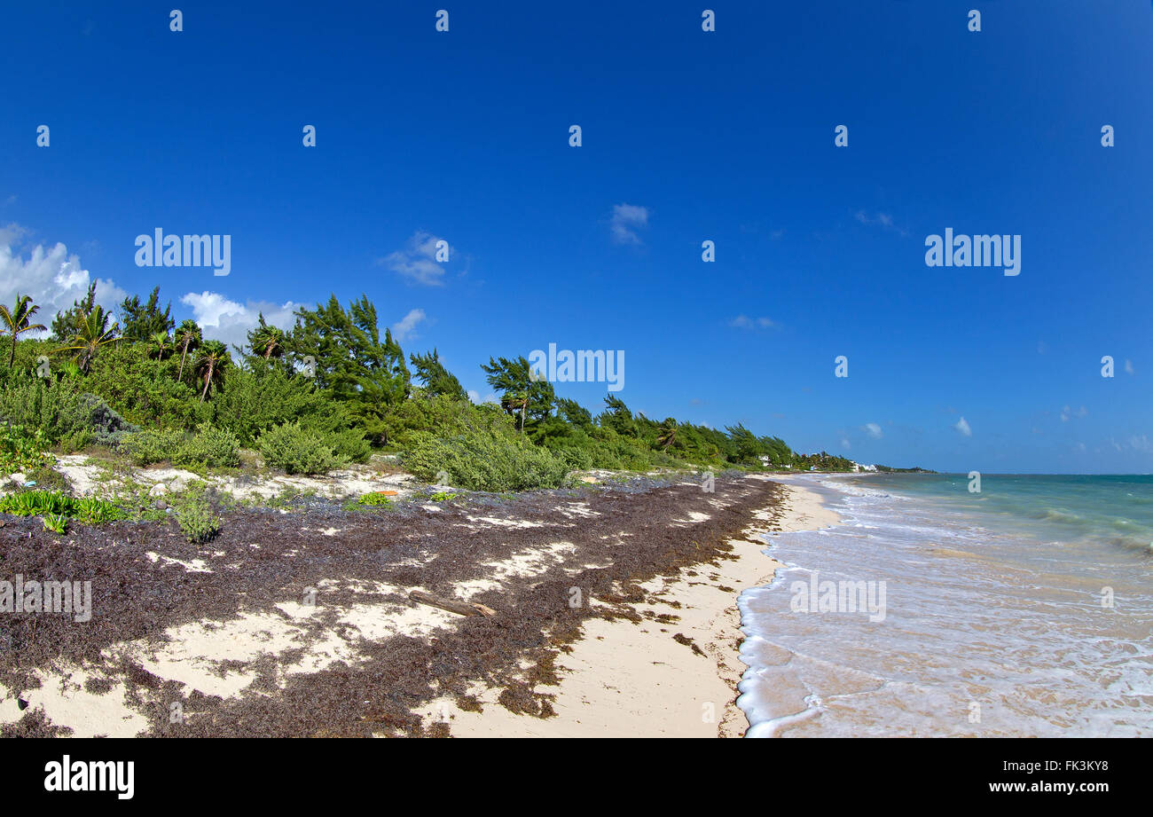 Sea weeds Stock Photo