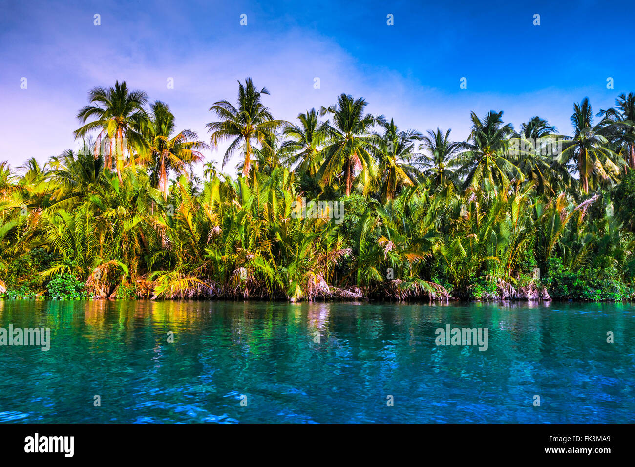 Palm trees on sea shore at beautiful sunny day Stock Photo - Alamy