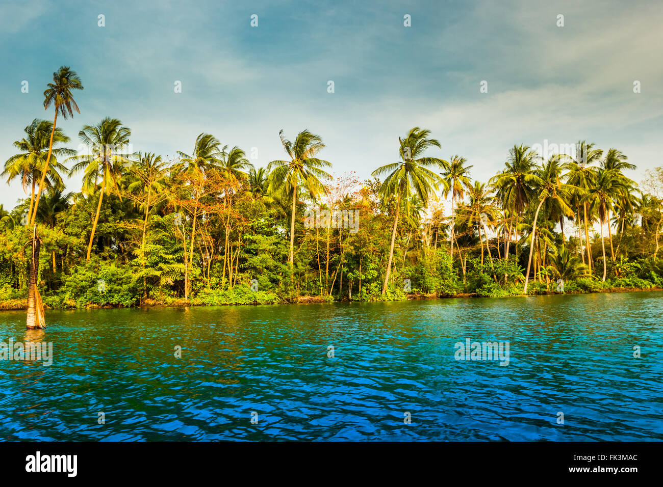 Palm trees on sea shore at beautiful sunny day Stock Photo - Alamy