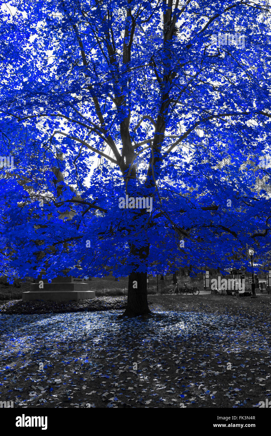 Blue Tree in Black and White Landscape at Sunset Stock Photo - Alamy