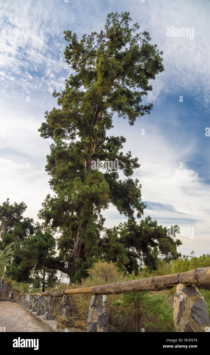 Pino Gordo, biggest Canary Island pine (Pinus canariensis) tree in the world.  45 meters high Stock Photo - Alamy