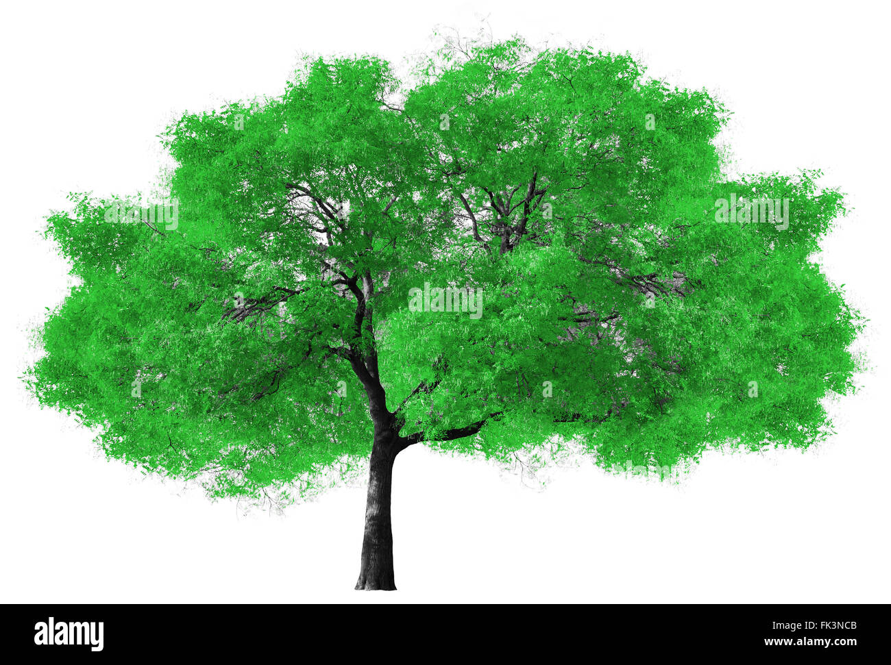 Big green tree isolated on white background Stock Photo