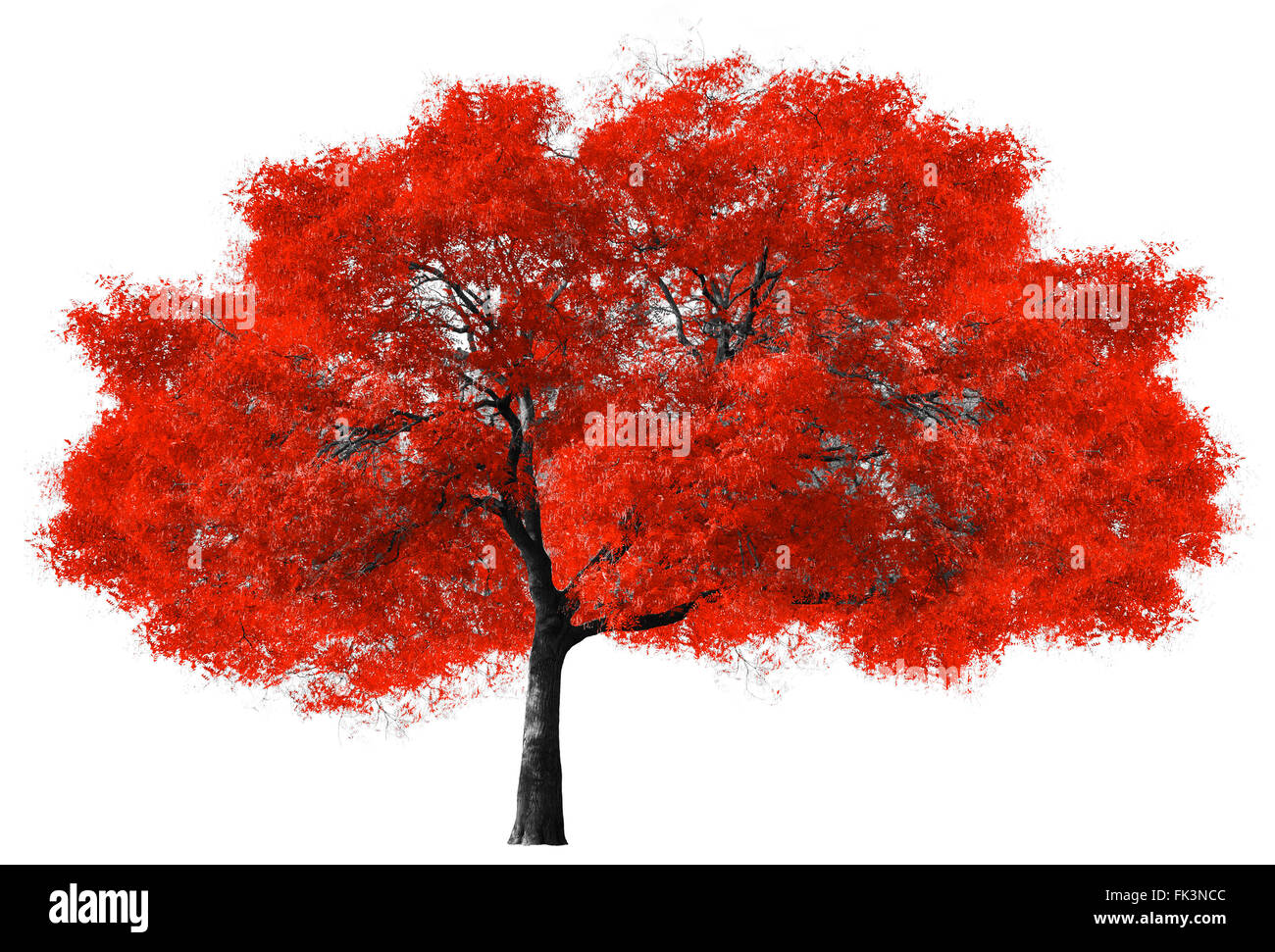 Big red tree isolated on white background Stock Photo