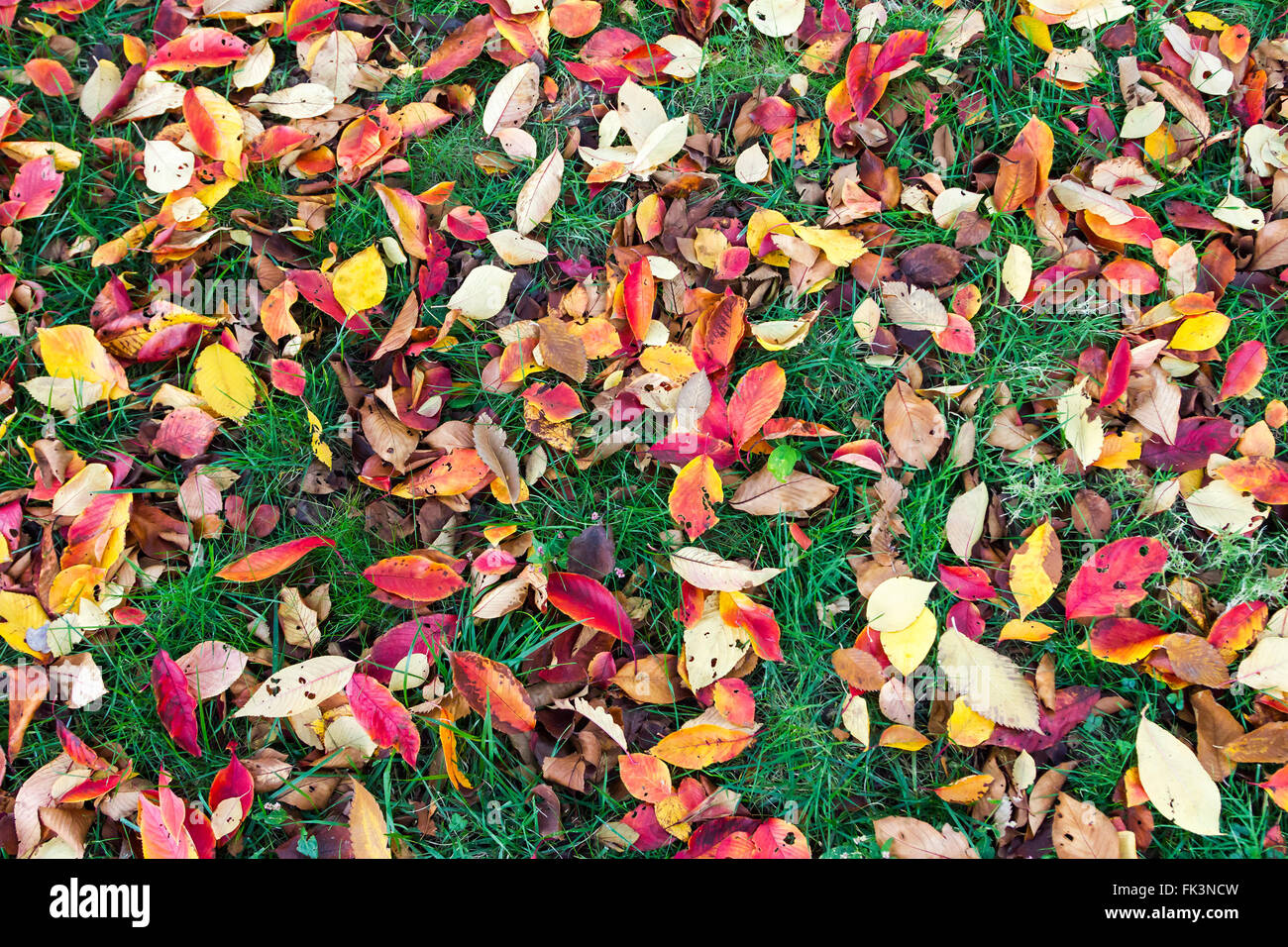 Colorful fall leaves on green grass background texture Stock Photo