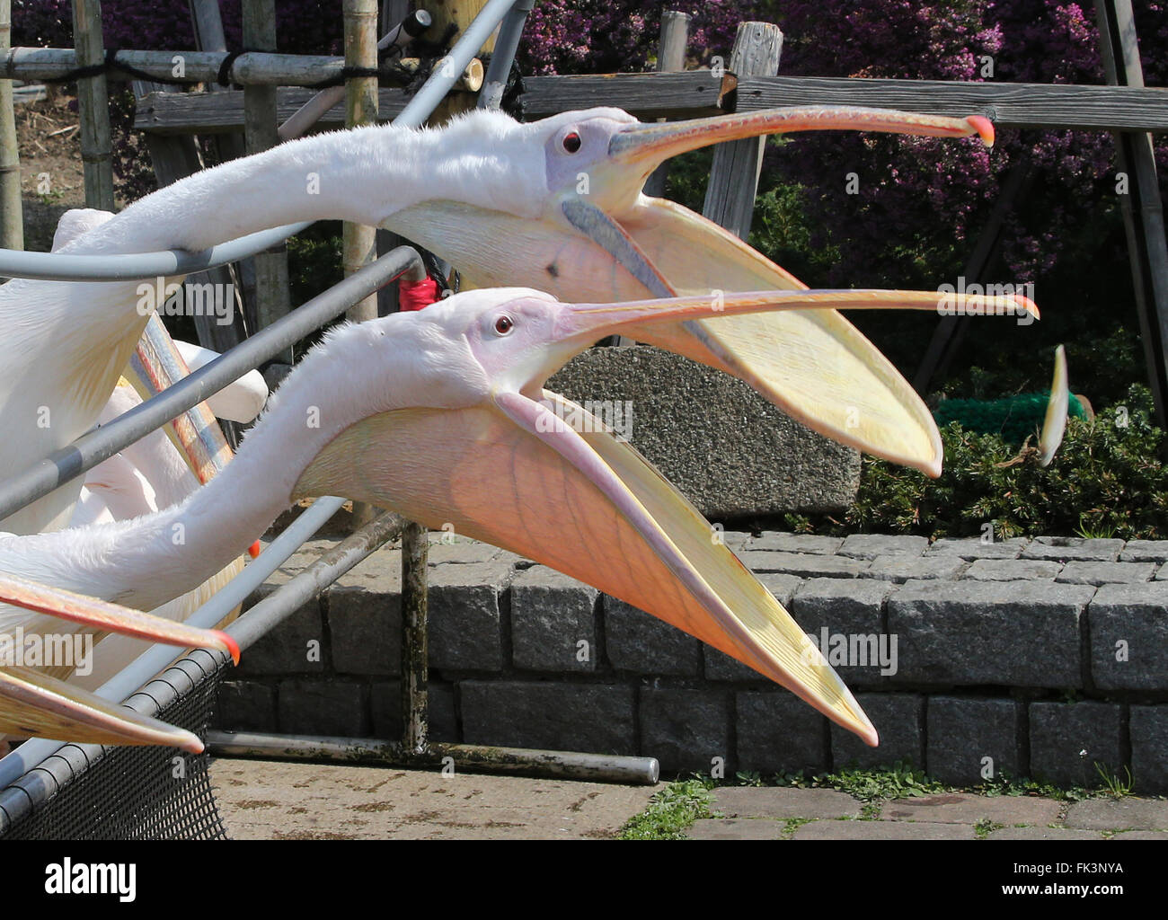 Tokyo, Japan. 5th Mar, 2016. Pelicans wait for a treat at the Hakkeijima Sea Paradise in Yokohama, Kanagawa prefecture on Saturday, March 5, 2016. The amusement park with aquarium introduced their new attraction "Rakuen no aquarium (aquarium of paradise)' where floral images appear on the walls and interior of the aquarium. © Yoshio Tsunoda/AFLO/Alamy Live News Stock Photo