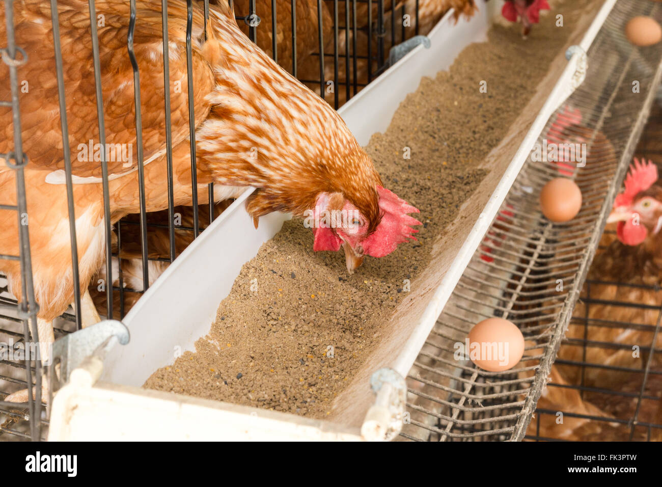 Chicken meat farm hi-res stock photography and images - Page 3 - Alamy