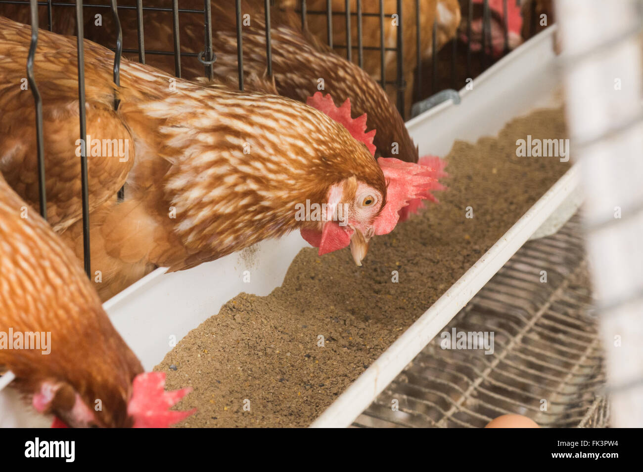chicken farm Stock Photo