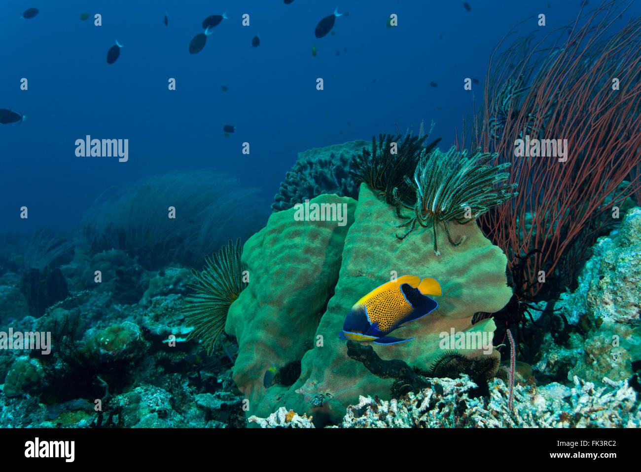Majestic Angelfish  (Pomacanthus navarchus) in the reef amongst fan corals Stock Photo