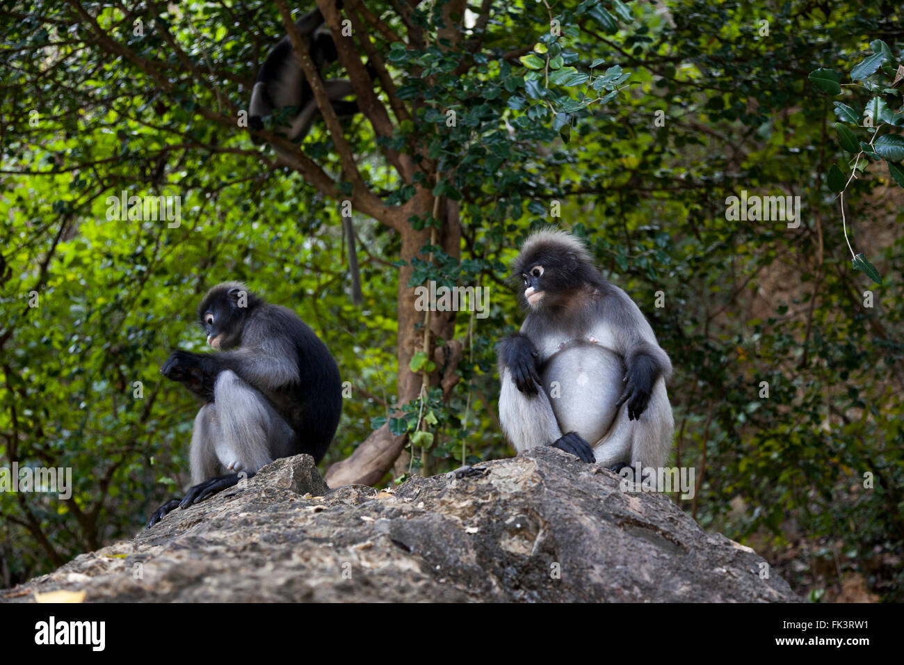 Langur monkeys (Trachypithecus obscurus), in the historical Park of Khao Lommuak (Prachuap Khiri Khan - Thailand). Langurs - als Stock Photo