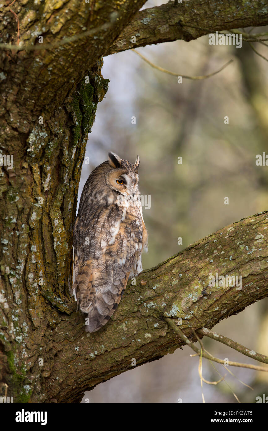 Long Eared Owl; Asio otus Single in Pine Tree Cornwall; UK Stock Photo