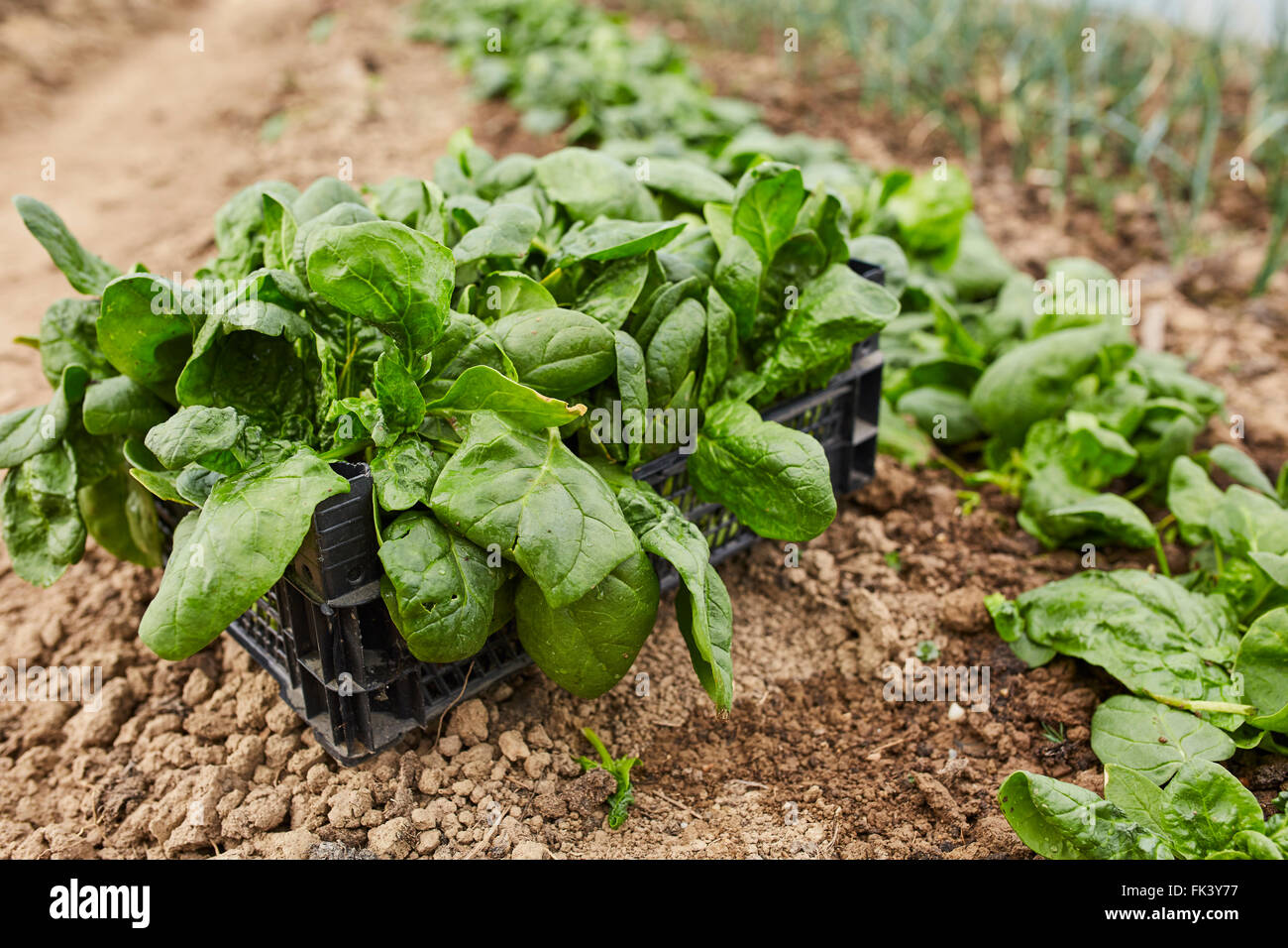 Closeup of fresh spinach in a greenhouse ready for harvest Stock Photo