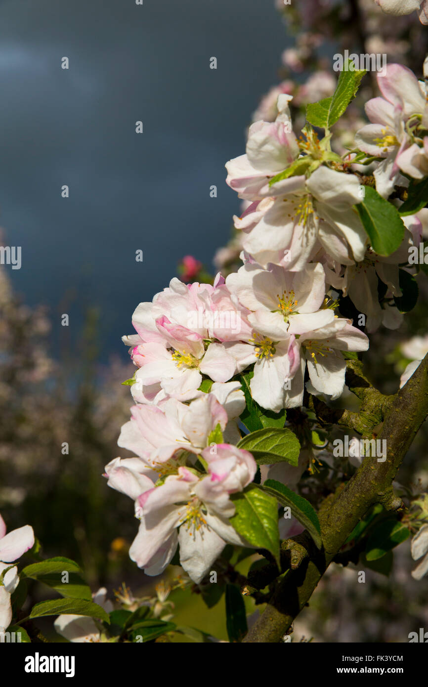 Uk apple blossom hi-res stock photography and images - Alamy