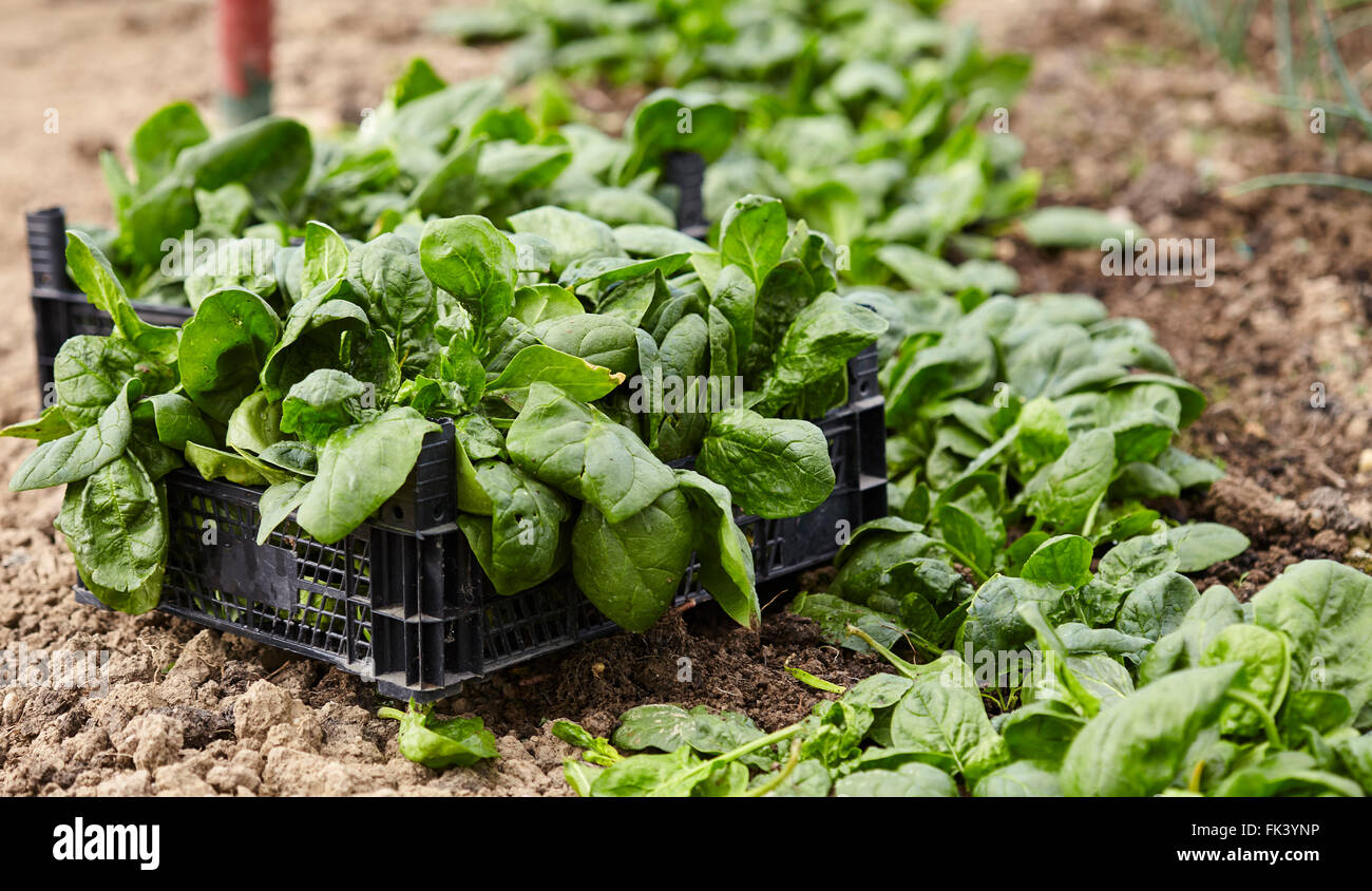 Closeup of fresh spinach in a greenhouse ready for harvest Stock Photo