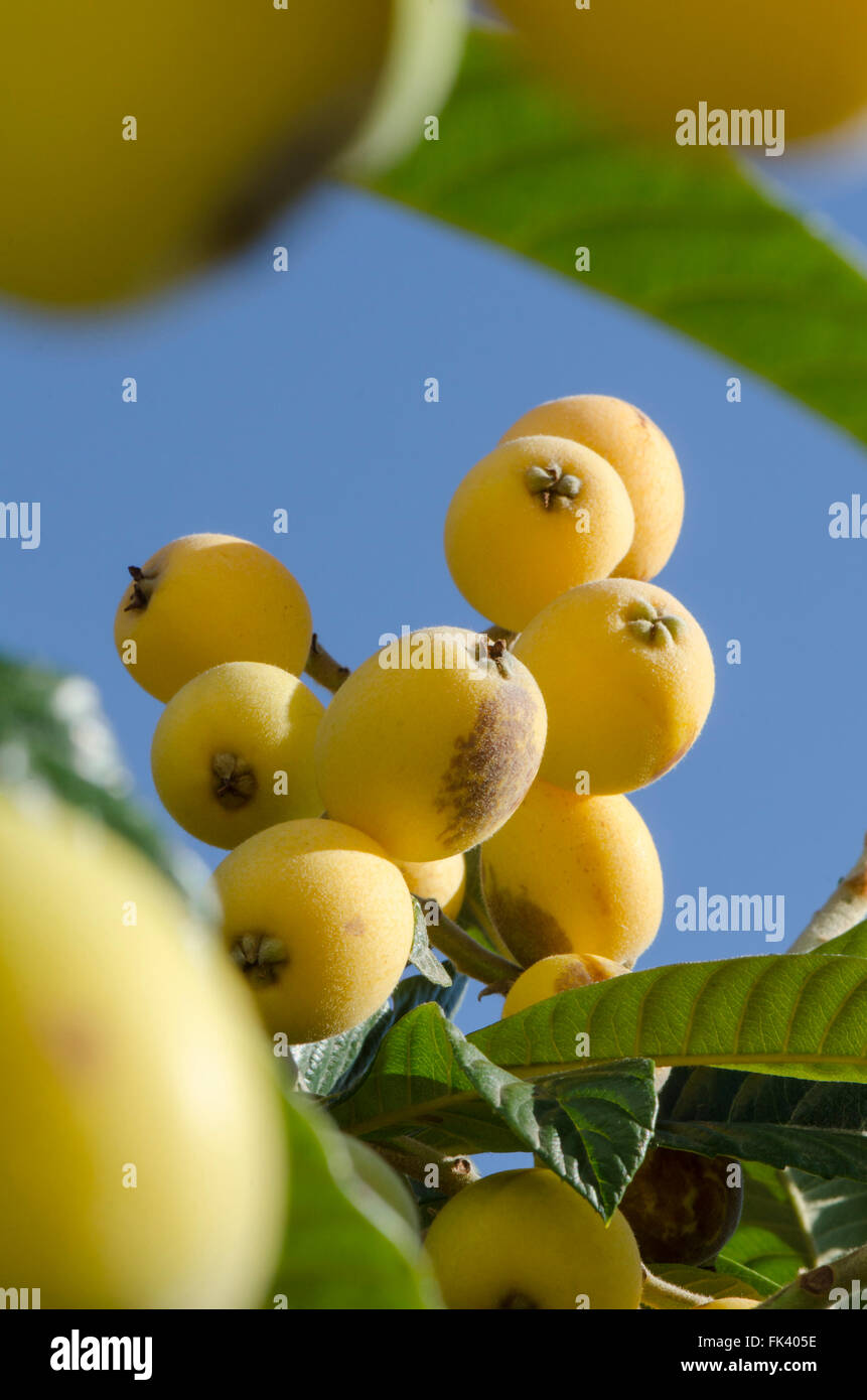 Unripe Fruit of Medlar or Nispero tree, loquats, Spain. Stock Photo