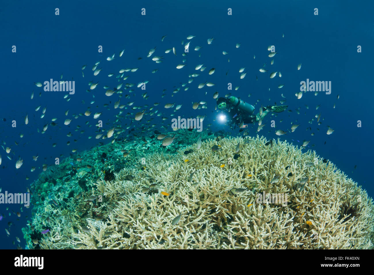 Abundant branching )Acropora sp.) corals with diver Stock Photo - Alamy