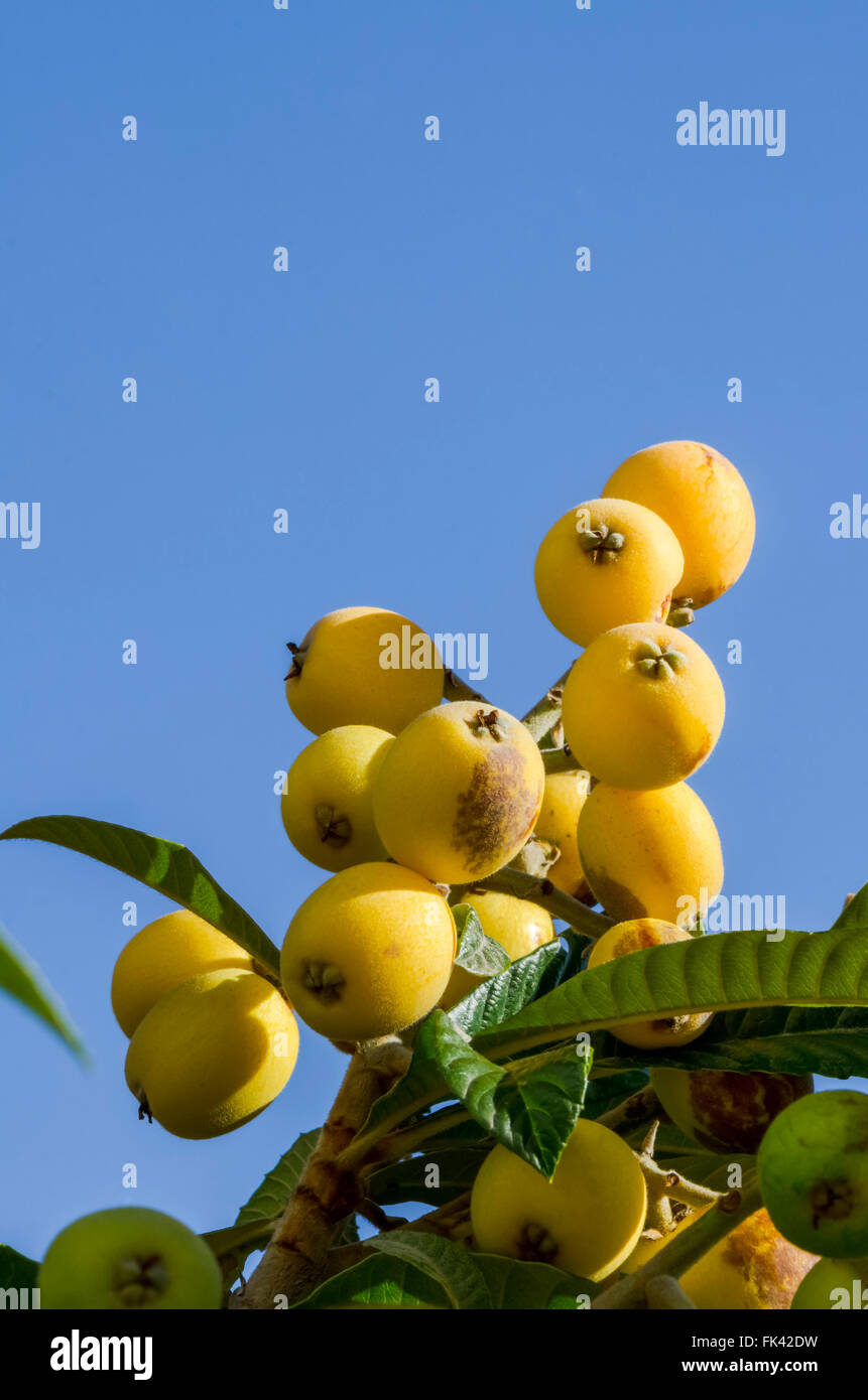 Unripe Fruit of Medlar or Nispero tree, loquats, Spain. Stock Photo