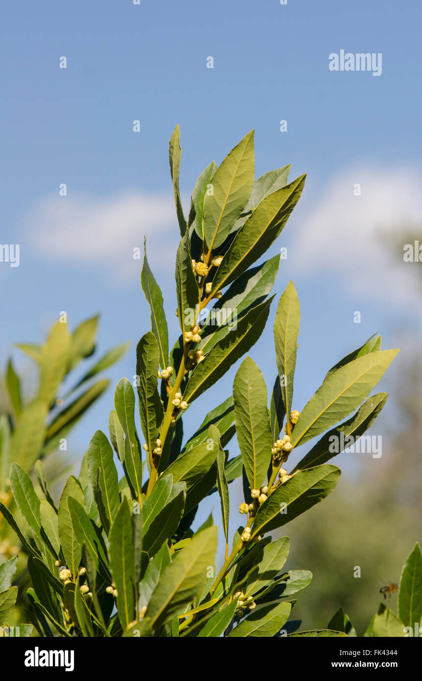 Branch of Bay laurel, Laurus nobilis, flower buds, on tree, Spain. Stock Photo