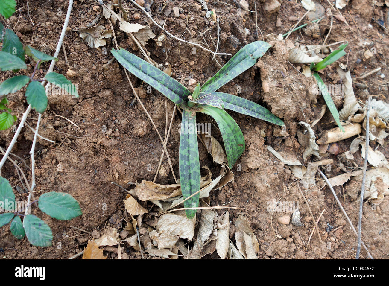 Lange's Orchid, Orchis langei, in spring not flowering yet, Andalusia, Spain. Stock Photo