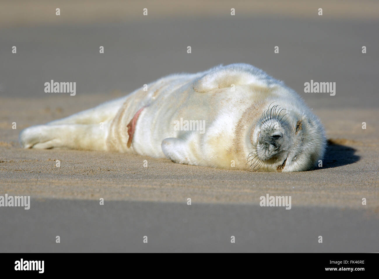 Grey seal pup united kingdom sleeping hi-res stock photography and ...