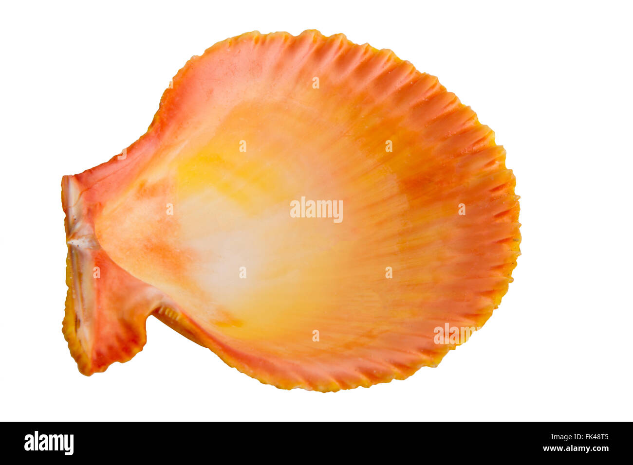 colorful sea shells isolated on white background Stock Photo