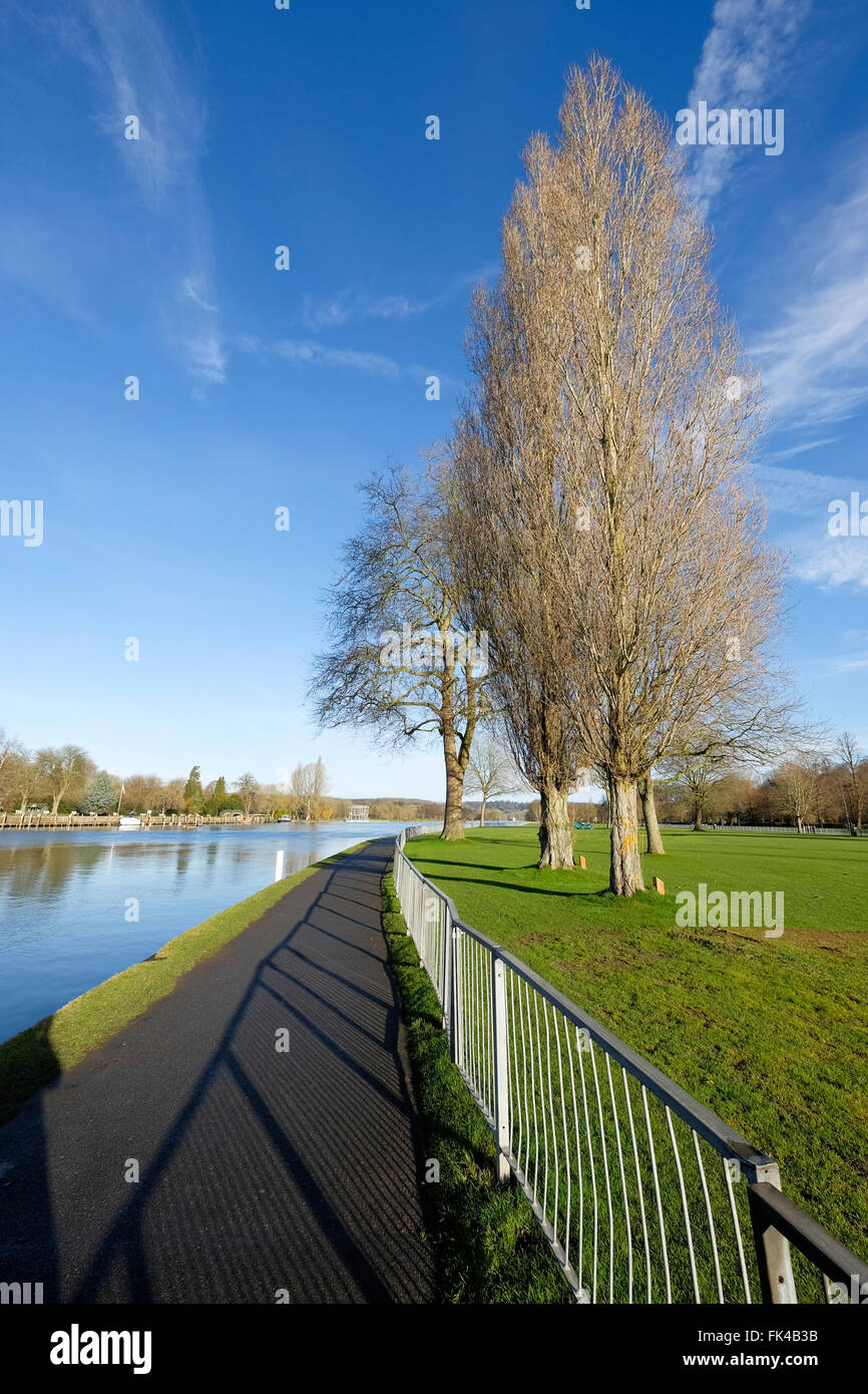 Poplar trees on the river Thames at Henley-on-Thames, Oxfordshire, England Stock Photo