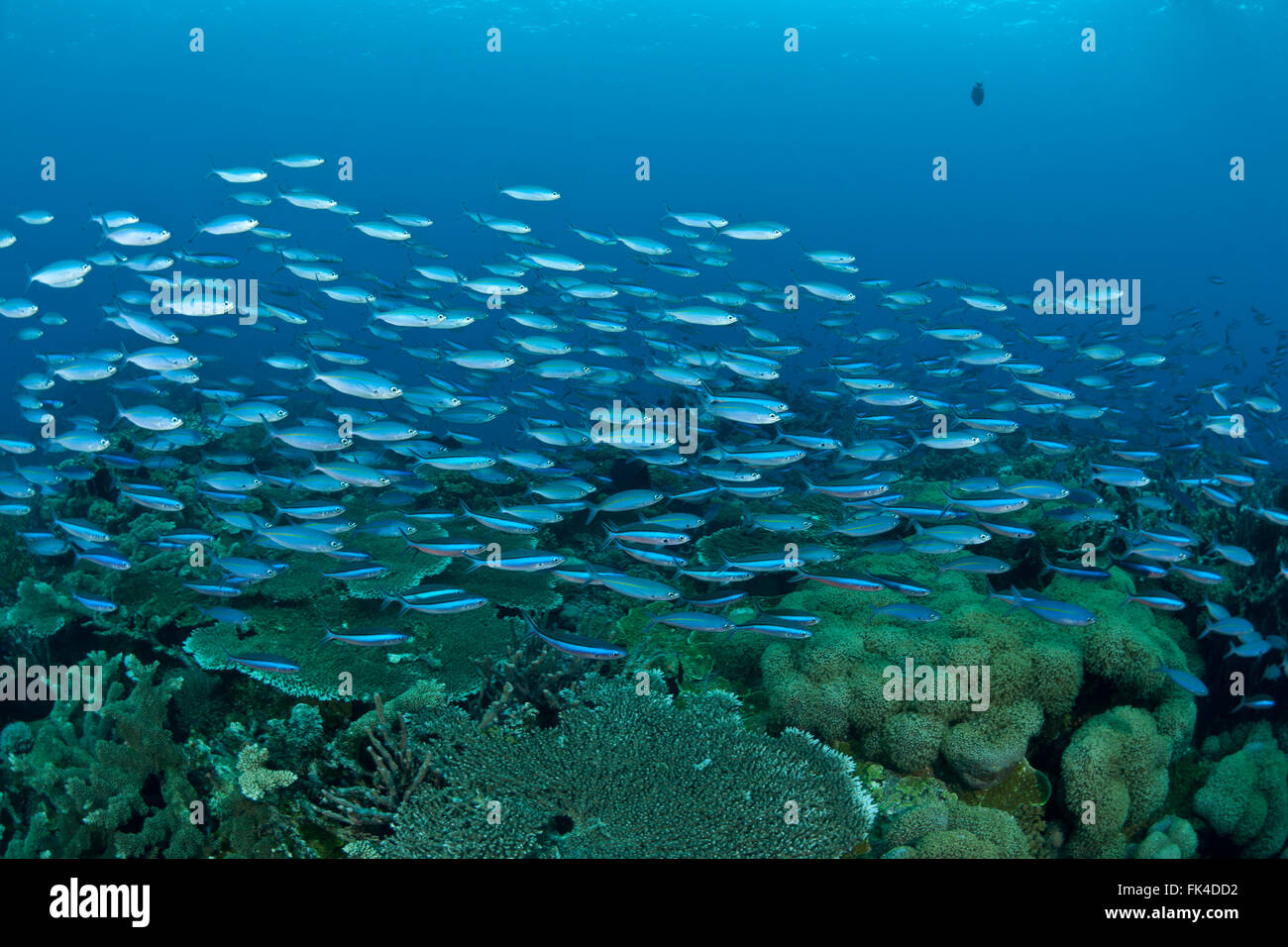 Schooling bluestreak fusiliers (Pterocaesio tile) in the reef Stock Photo