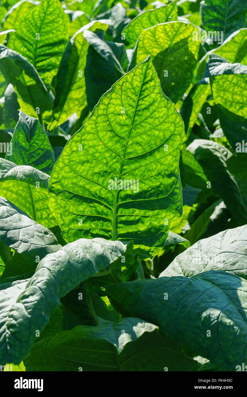 Tobacco leaves field, with big green leaves in the tropical sun ready for  harvest Stock Photo