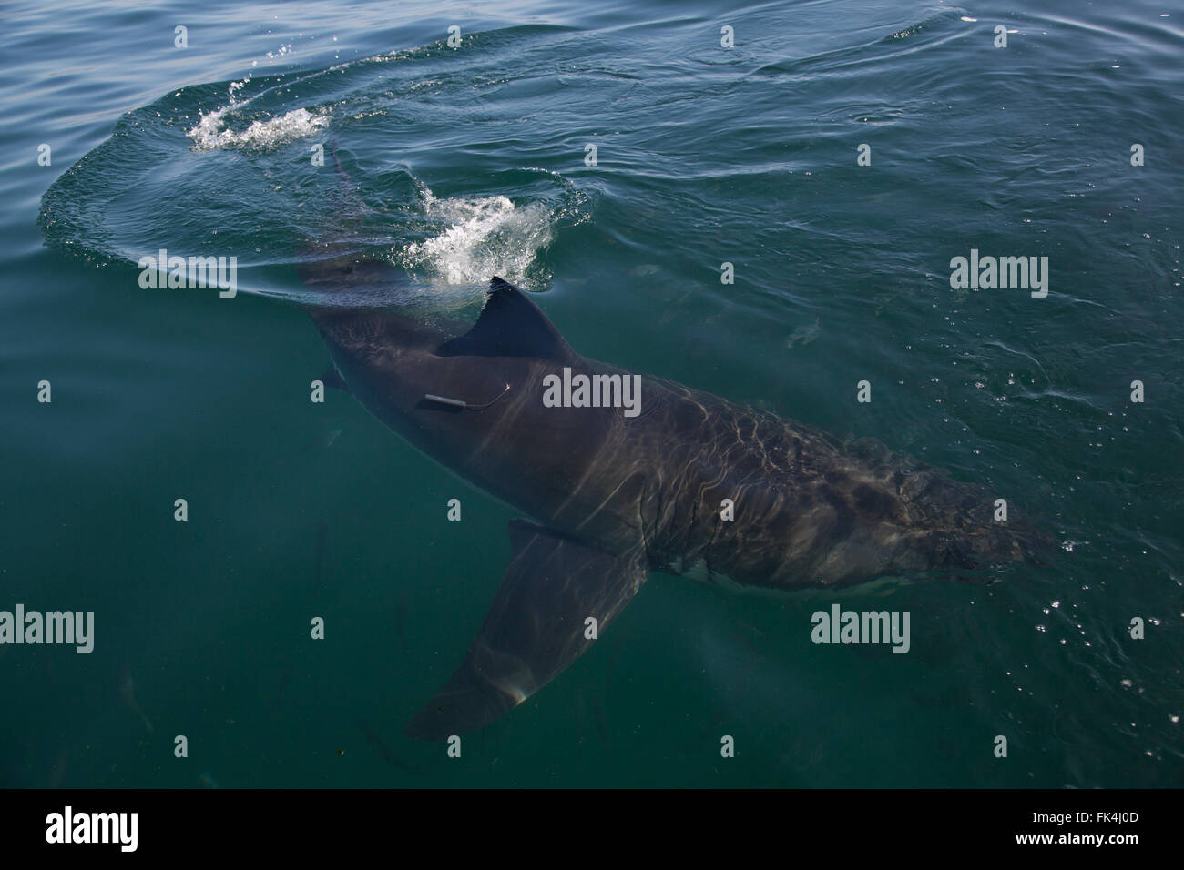 Great White Shark - - carcharodon carcharias - in Atlantic Ocean in Stock Photo - Alamy