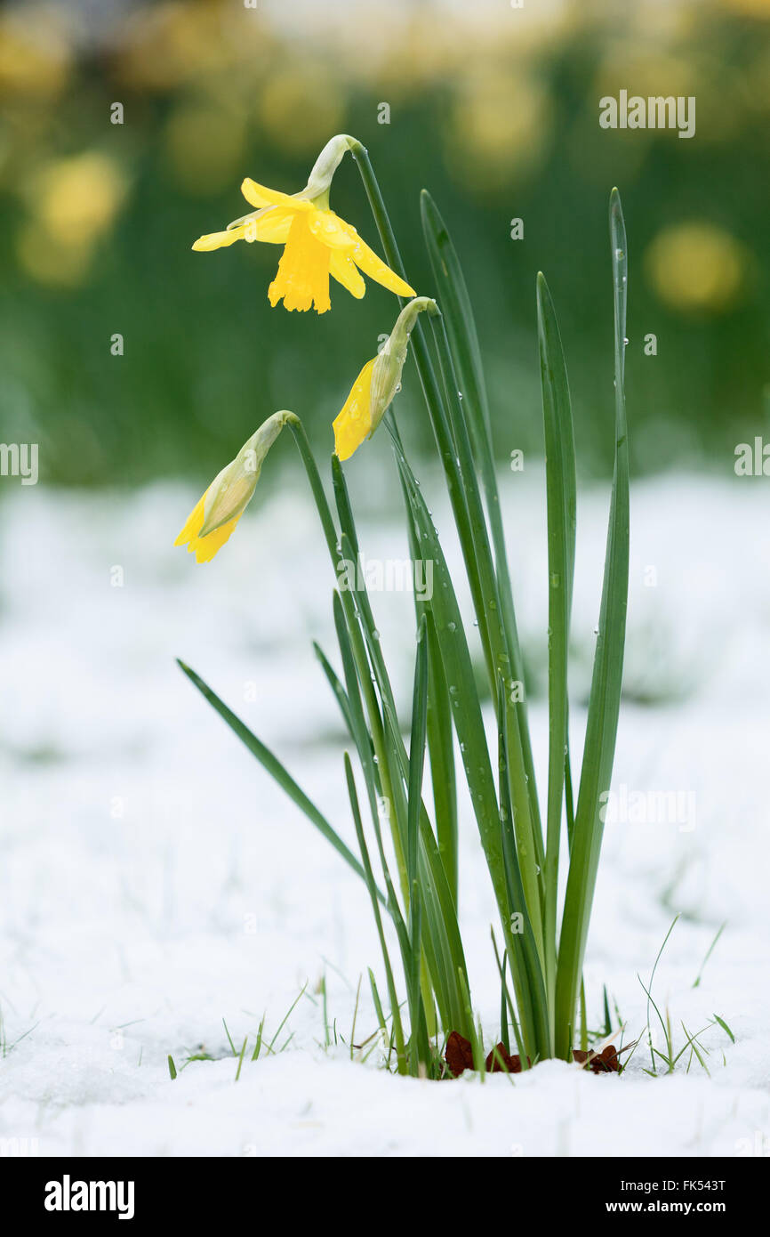Daffodils under a fresh blanket of snow. Normanby, near Scunthorpe, North Lincolnshire, UK. March 2016. Stock Photo