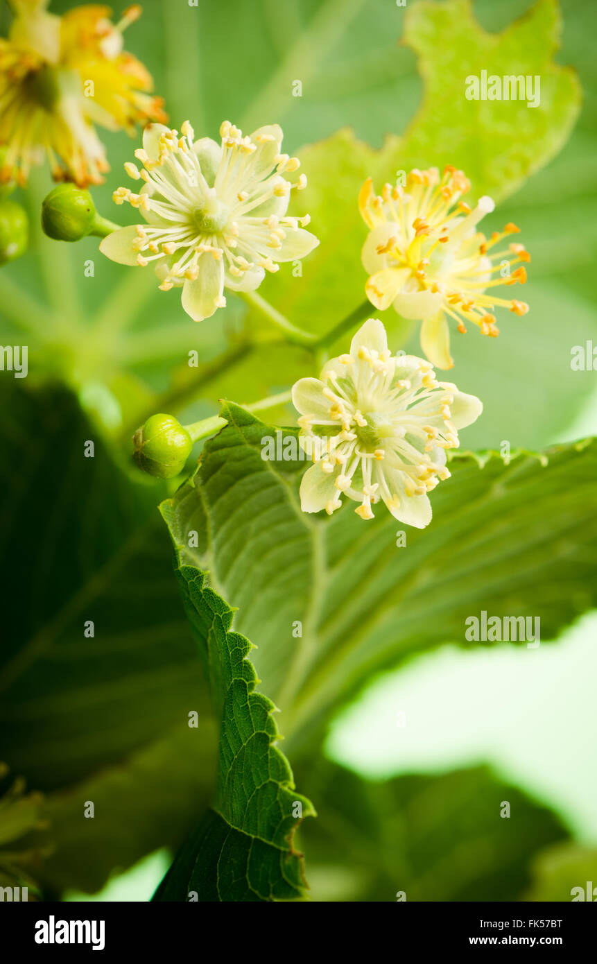 Flowers of lime, close-up Stock Photo