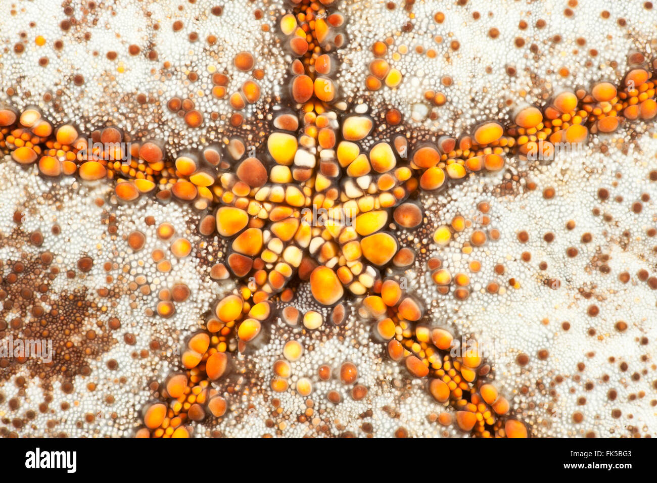 Pin cushion sea star  (Culcita novaguineae) Stock Photo