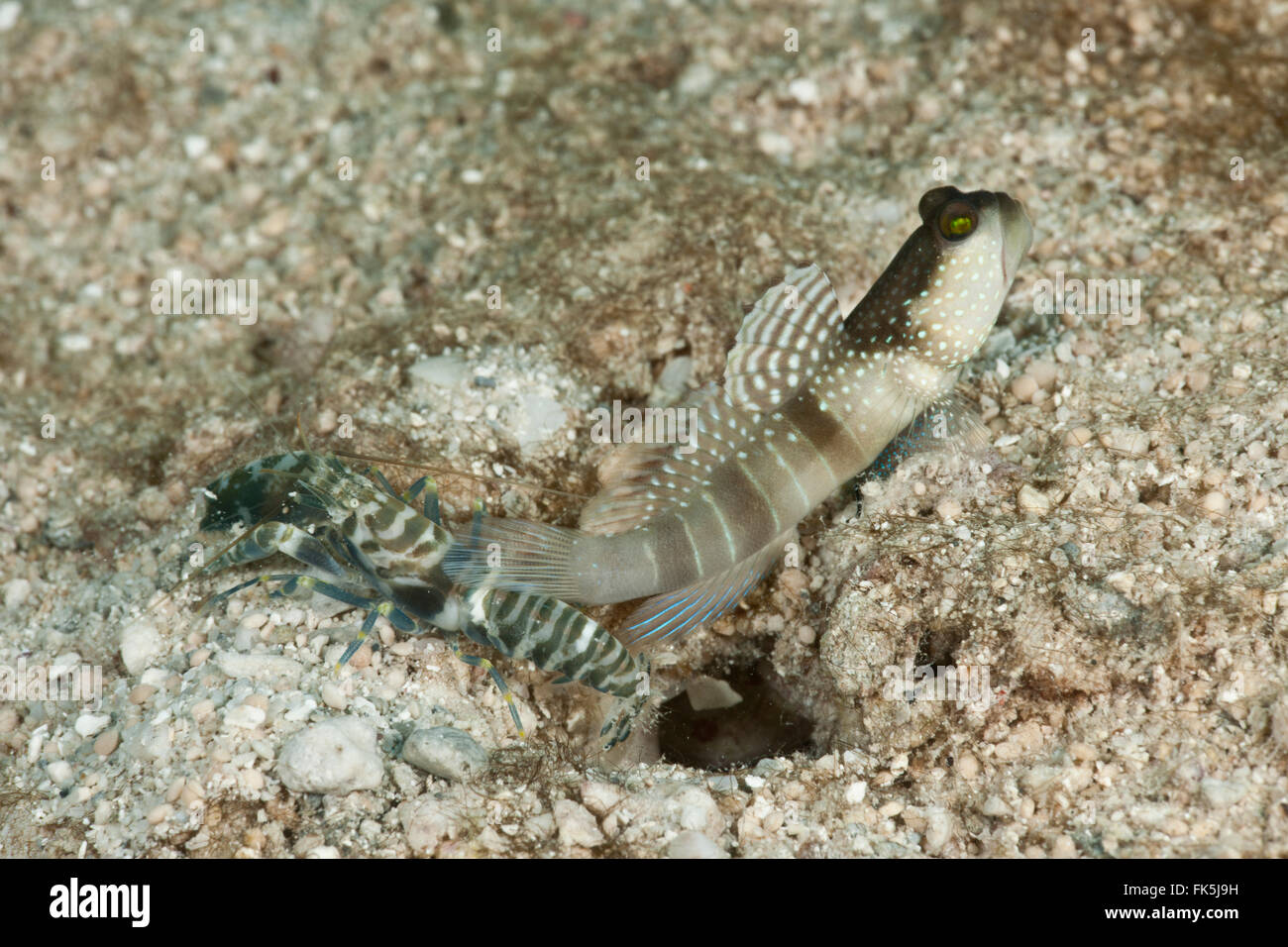 Banded shrimp goby (Cryptocentrus cinctus) with snapping shrimp partner (Alpheus sp.) Stock Photo