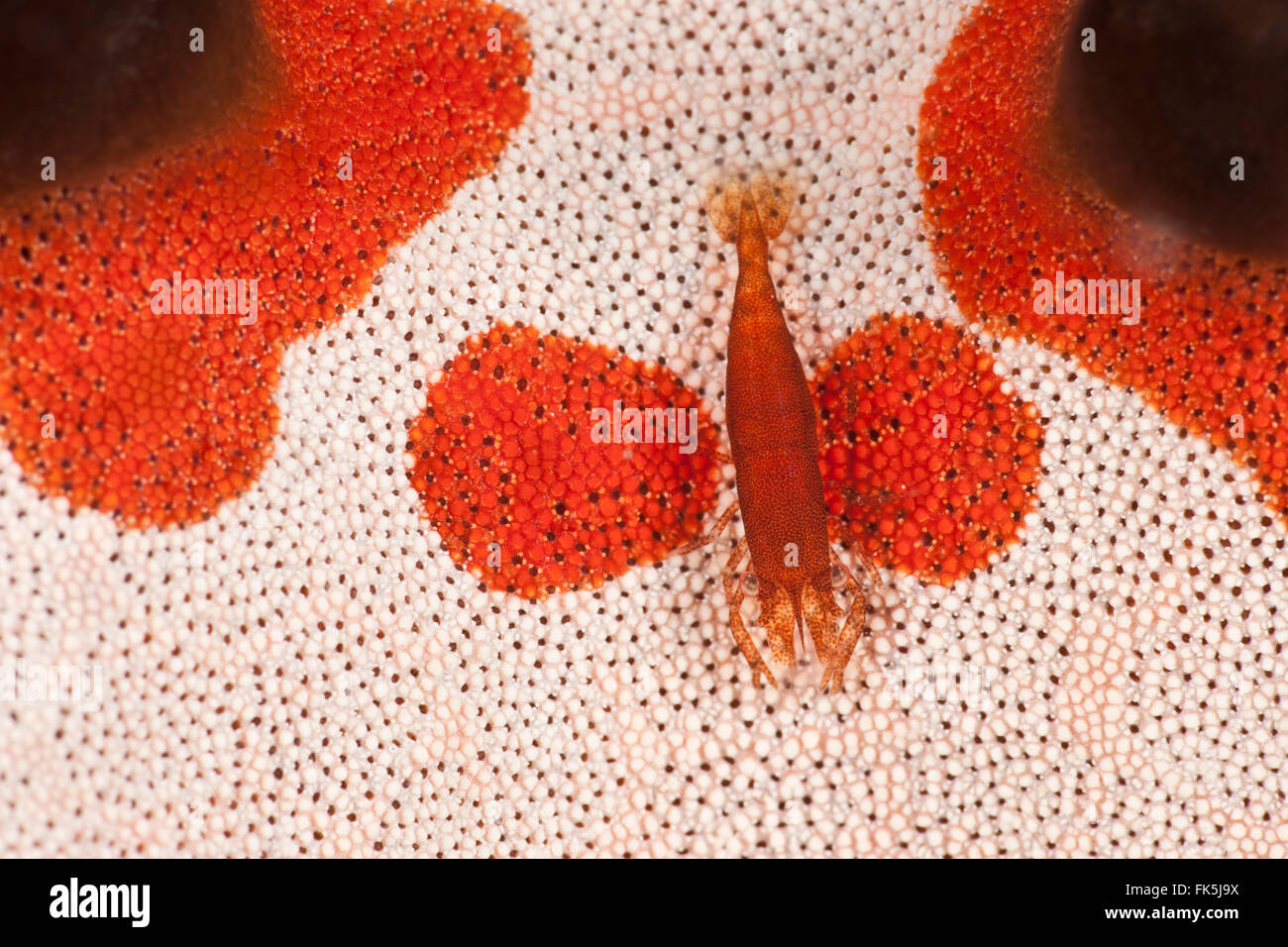 Horned sea star  (Protoreaster nodosus) or chocolate starfish with commensal starfish shrimp (Periclimenes soror) Stock Photo