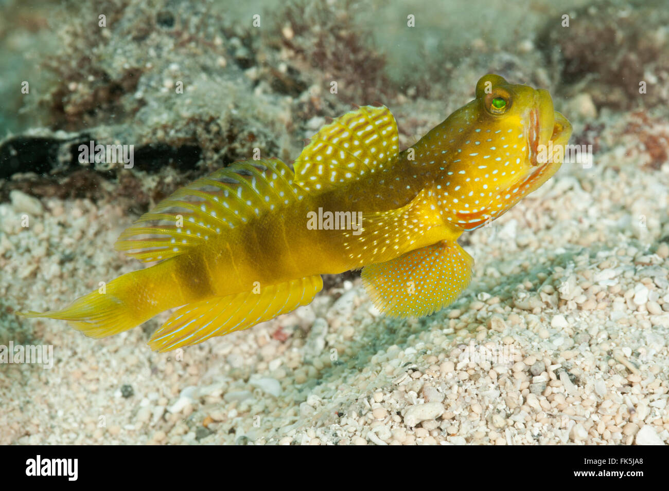 Banded shrimp goby (Cryptocentrus cinctus) yellow morph Stock Photo