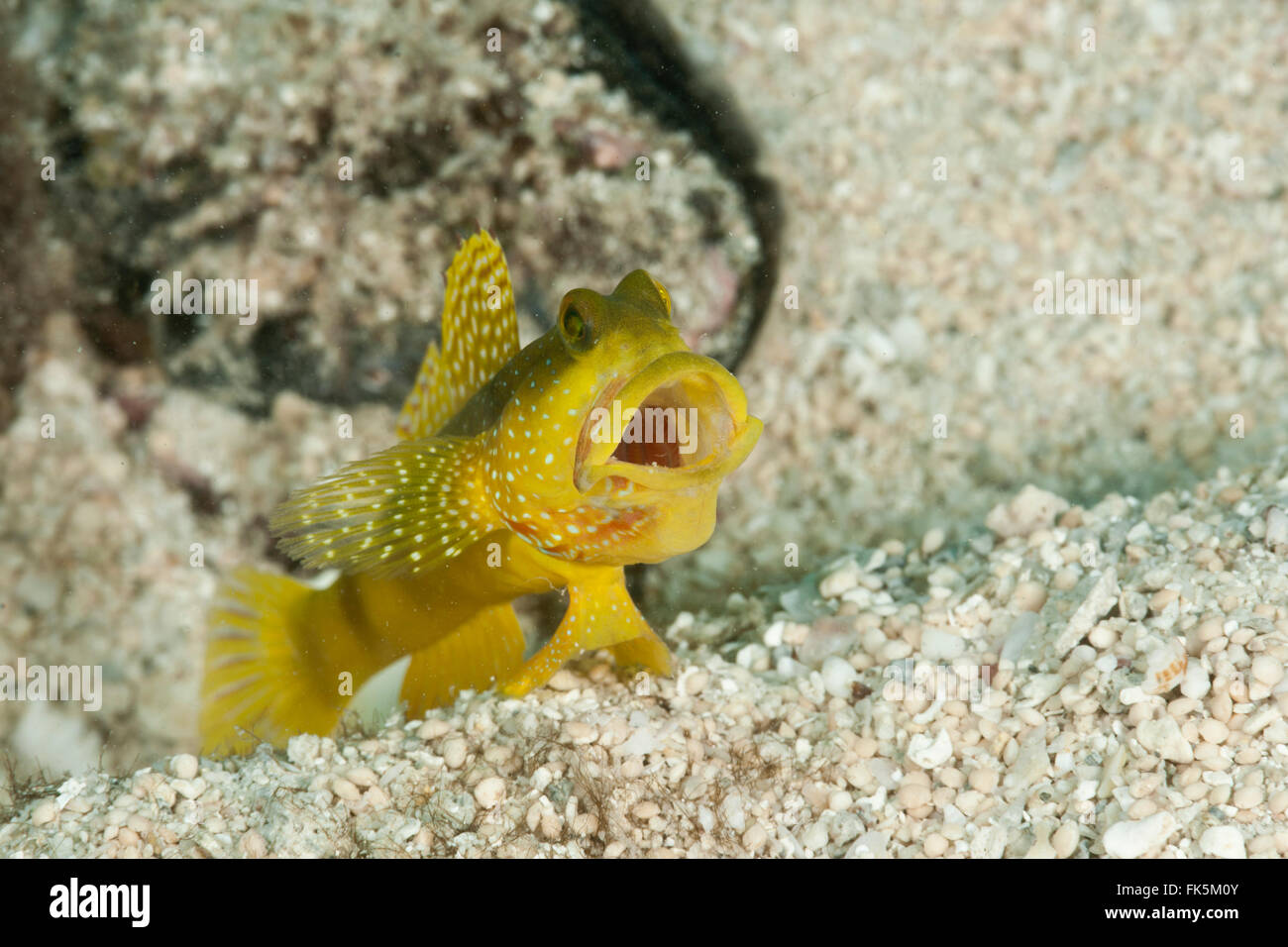 Banded shrimp goby (Cryptocentrus cinctus) yellow morph Stock Photo