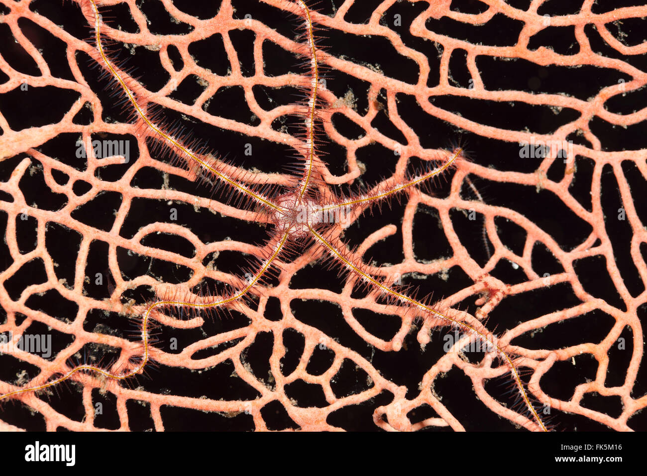 Brittlestar (Ophiothrix purpurea) on gorgonian fan coral Stock Photo ...