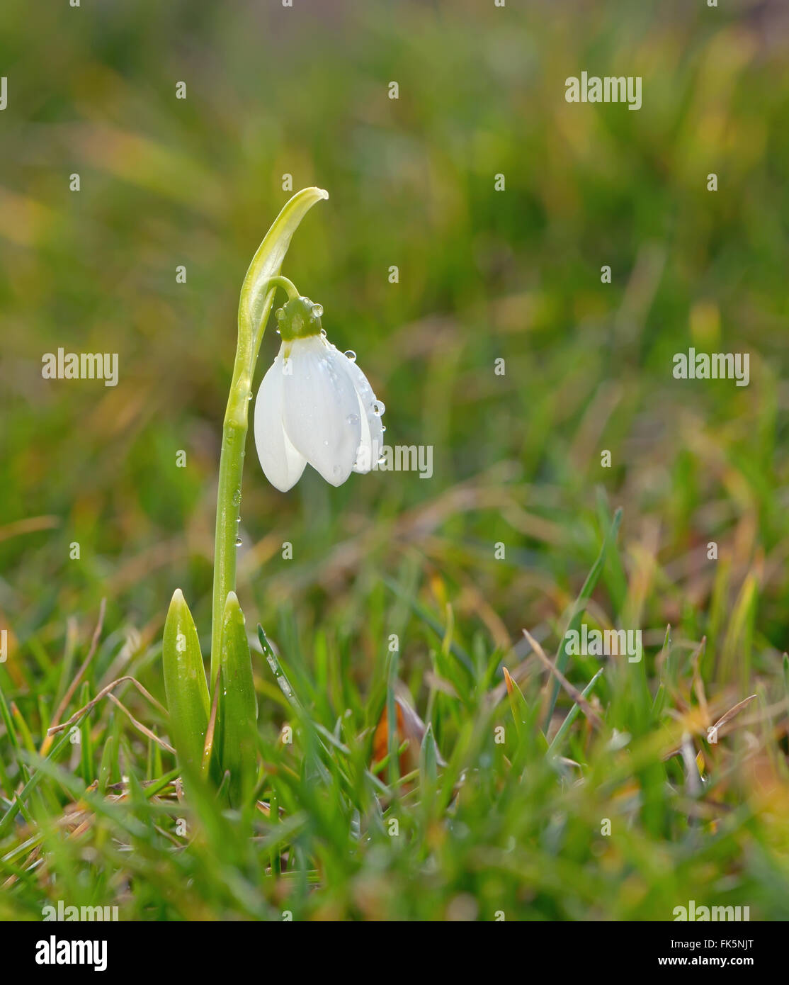 Single snowdrop flowers on filed Stock Photo
