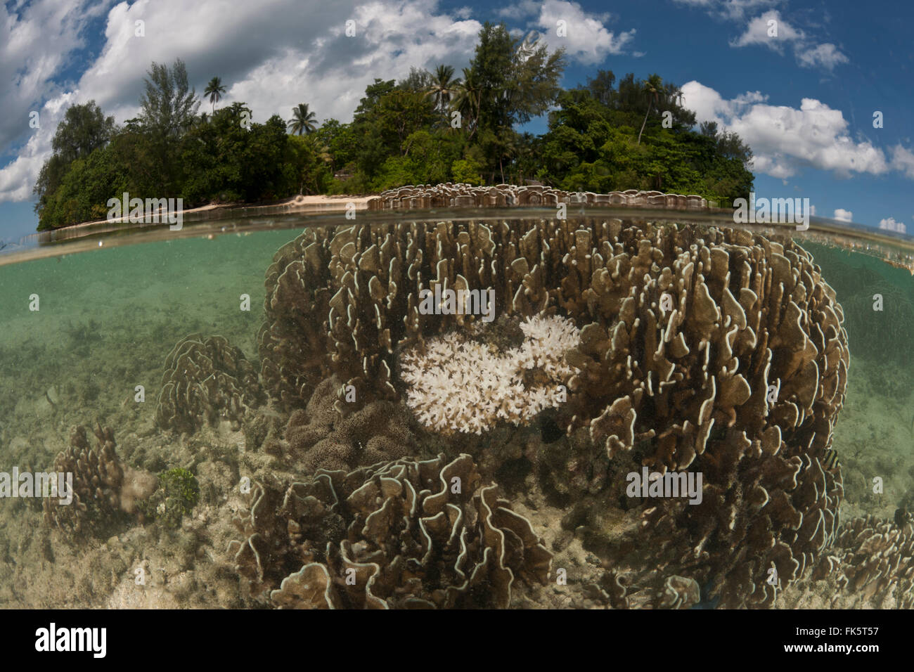 Shallow corals split level with the island Stock Photo
