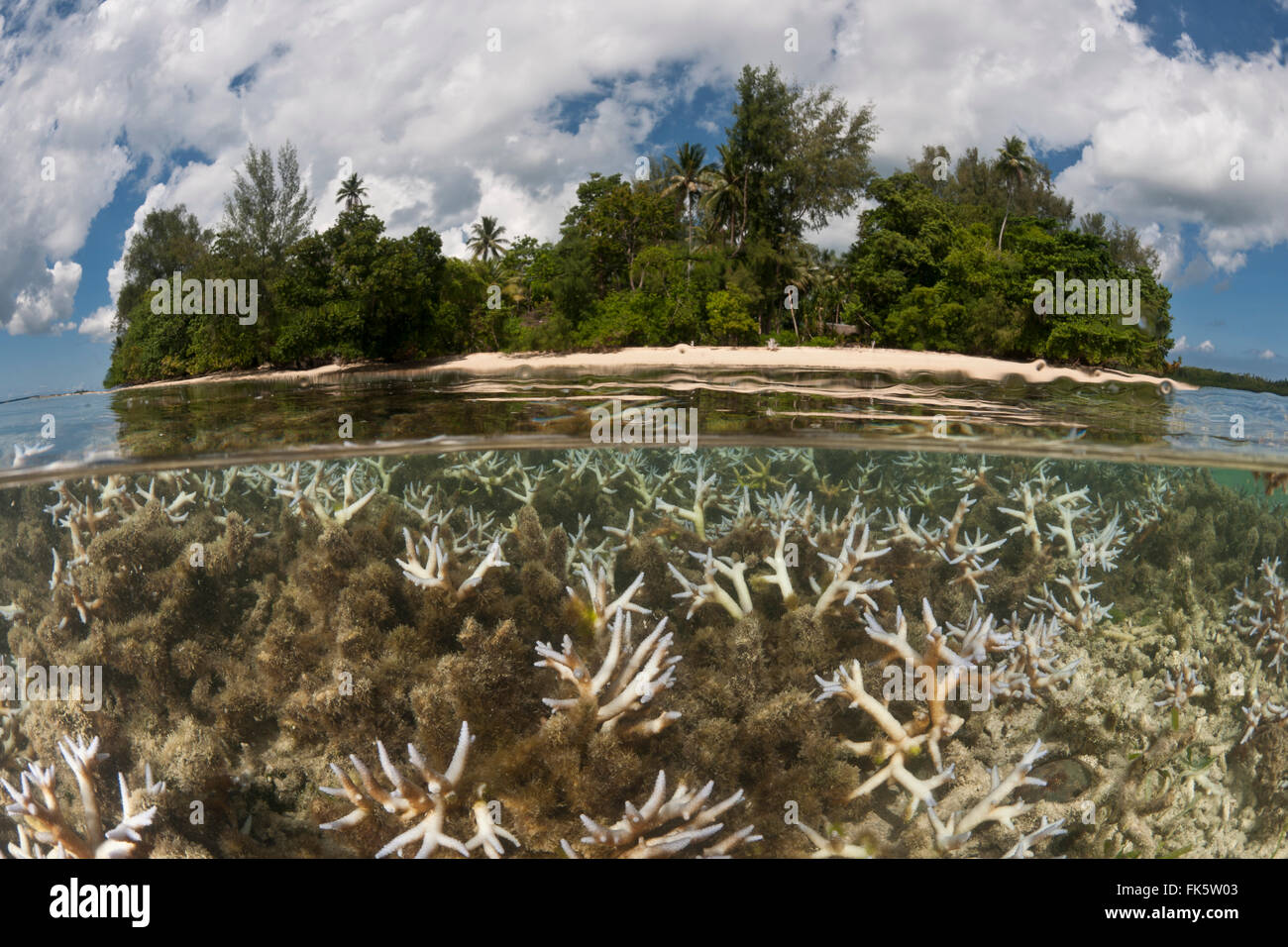 Shallow bleaching corals split level with the island Stock Photo