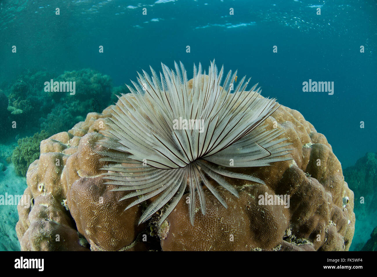 Sabellidae (feather duster worms) are sedentary marine polychaete tube worms where the head is mostly concealed by feathery bran Stock Photo