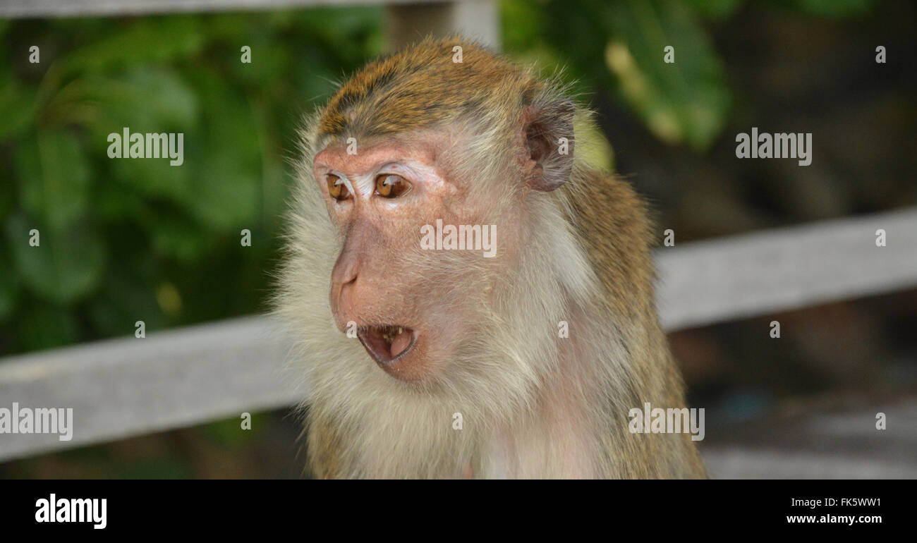 Monkey captured hi-res stock photography and images - Alamy