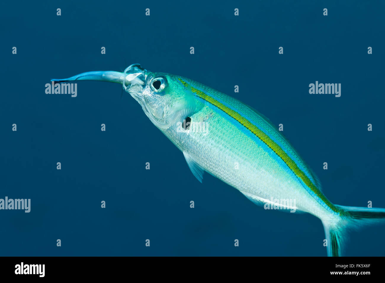 Scissortail fusilier (Caesio caerulaurea) being cleaned by a bluestreak