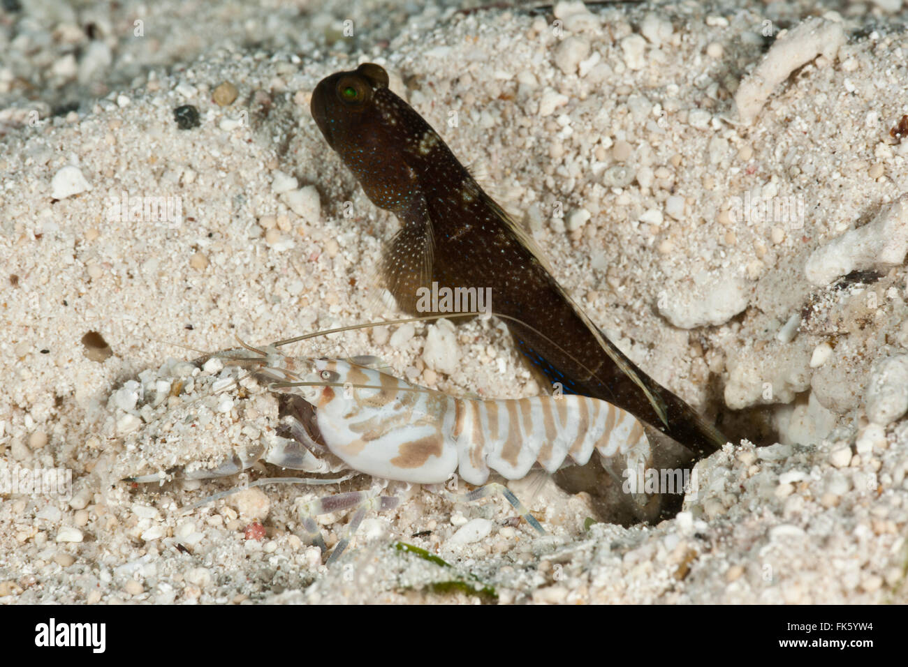 Banded shrimpgoby (Cryptocentrus cinctus) dark variation with tiger pistol or snapping shrimp (Alpheus sp.) Stock Photo