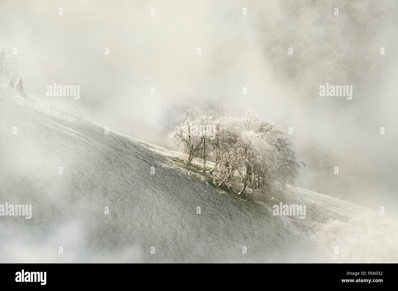 Dramatic clouds over old trees in the snowy mountains Stock Photo