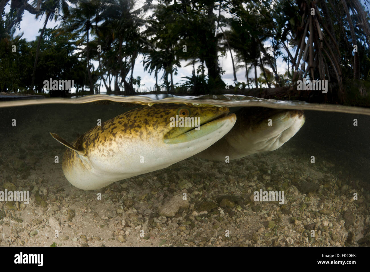 Giant mottled fresh water eels (Anguilla marmorata)  split level in the shallows Stock Photo