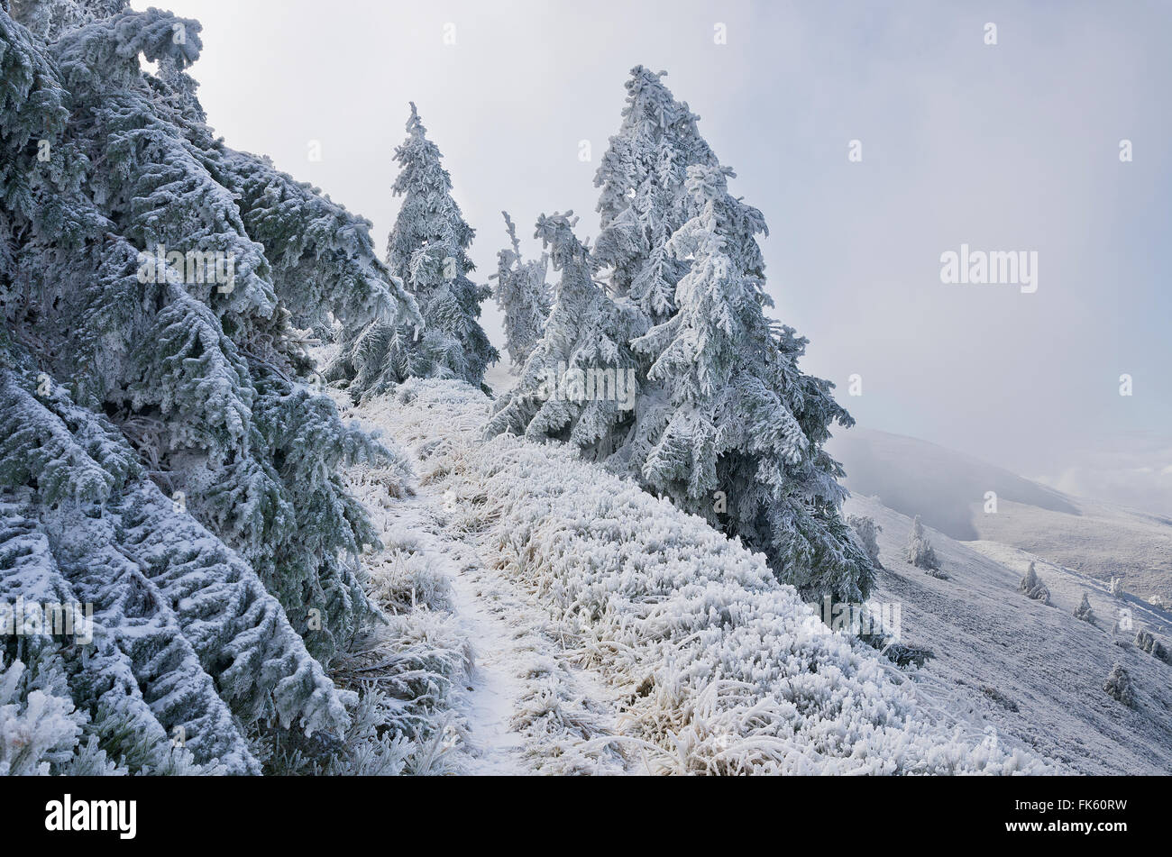 Hill covered in trees hi-res stock photography and images - Alamy