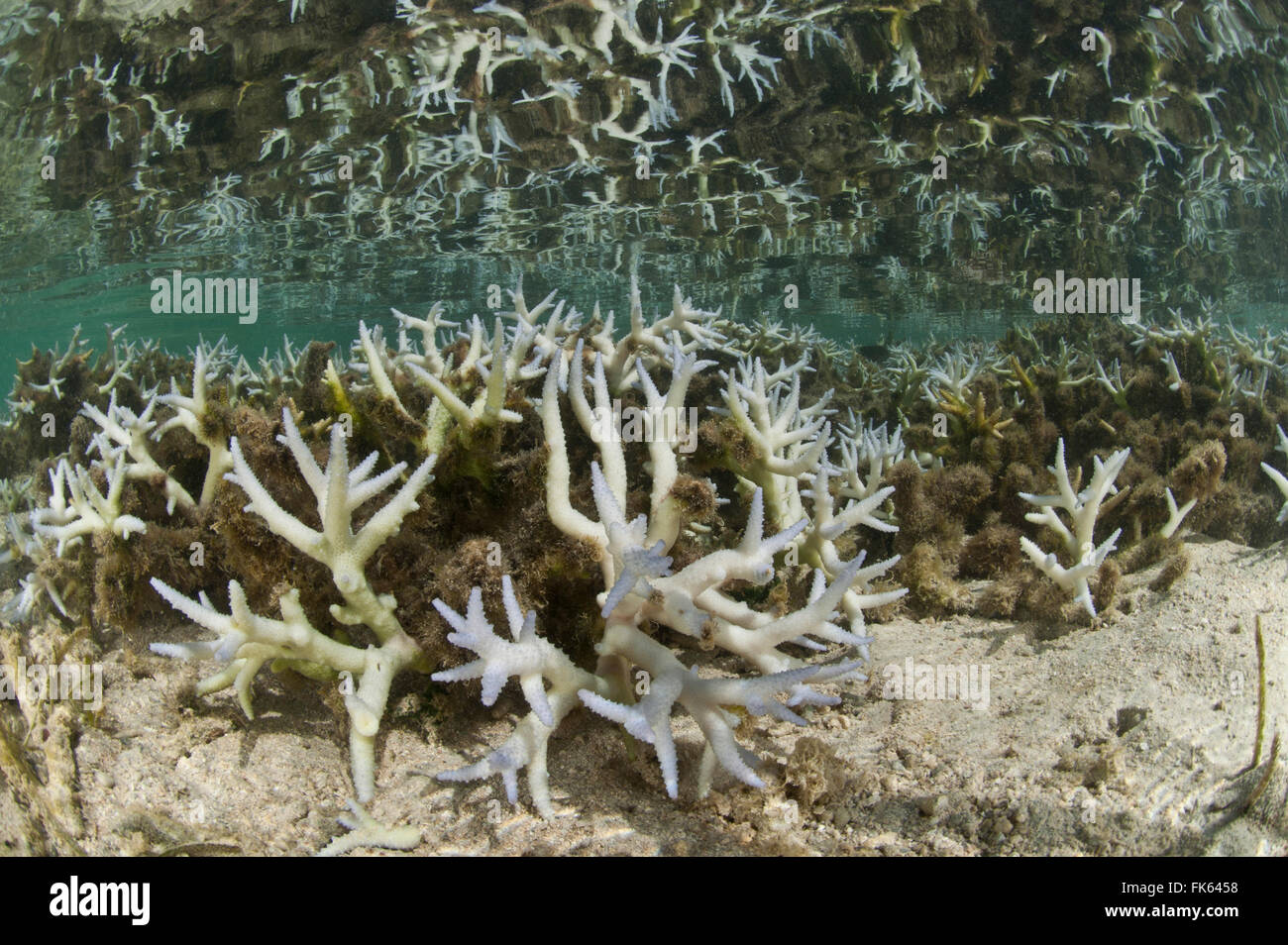Shallow bleaching corals with its reflection in the water Stock Photo