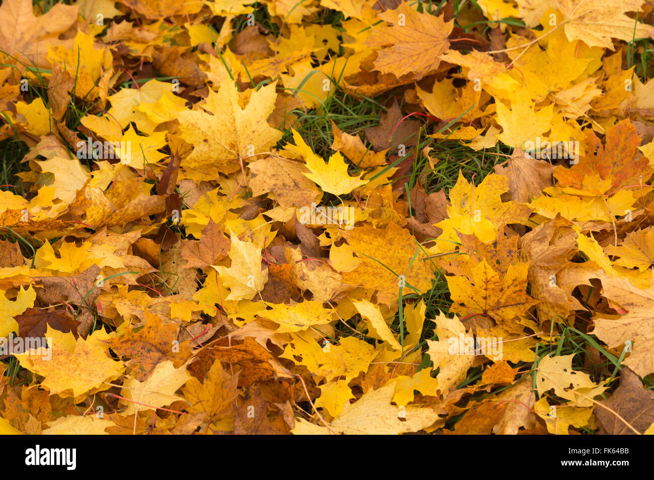 Ground with grass and yellow leaves hi-res stock photography and images ...