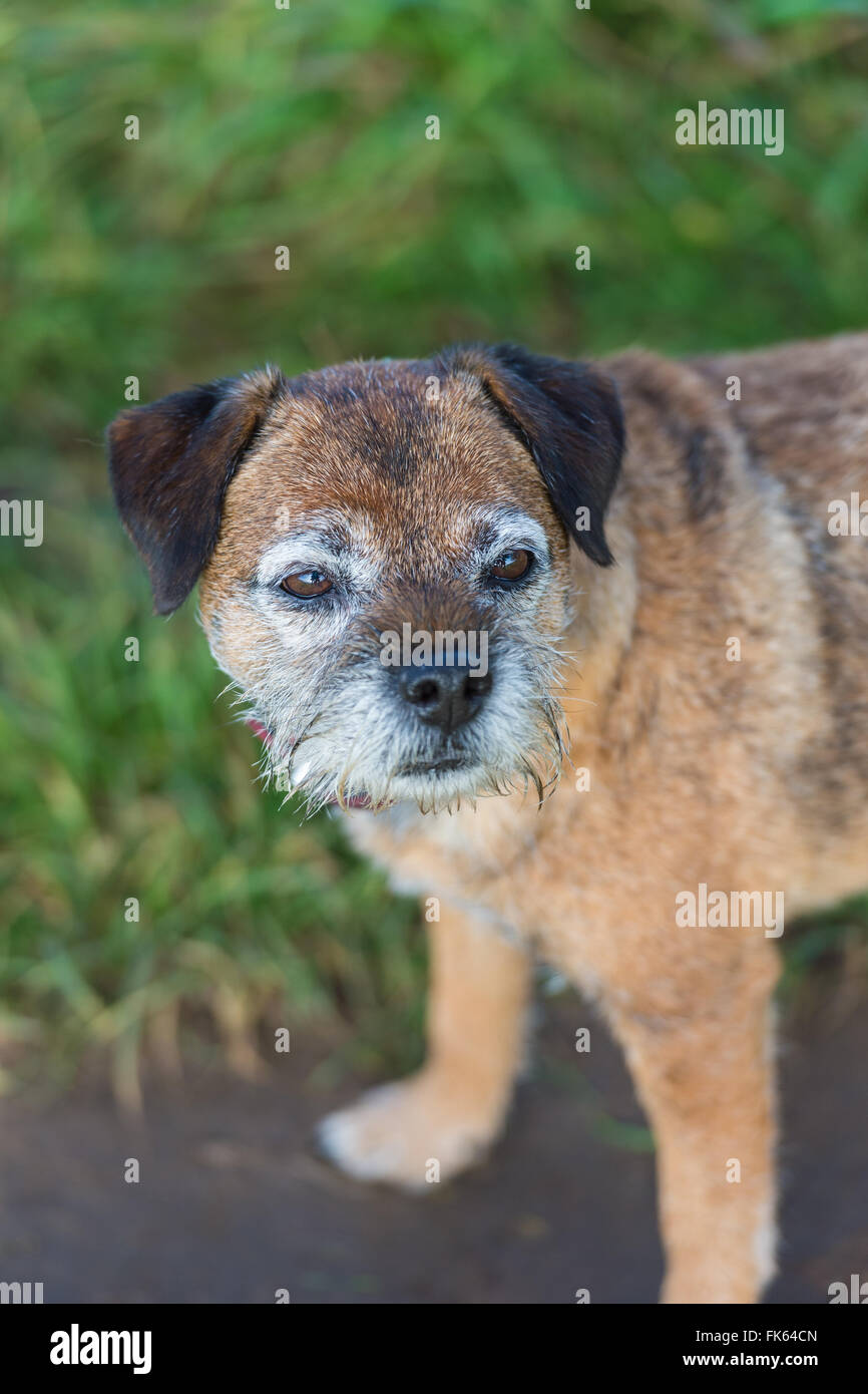 grey border terrier